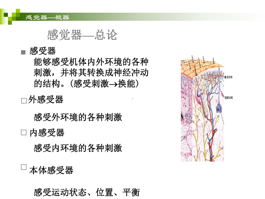 第六章感觉系统课件.ppt_第2页