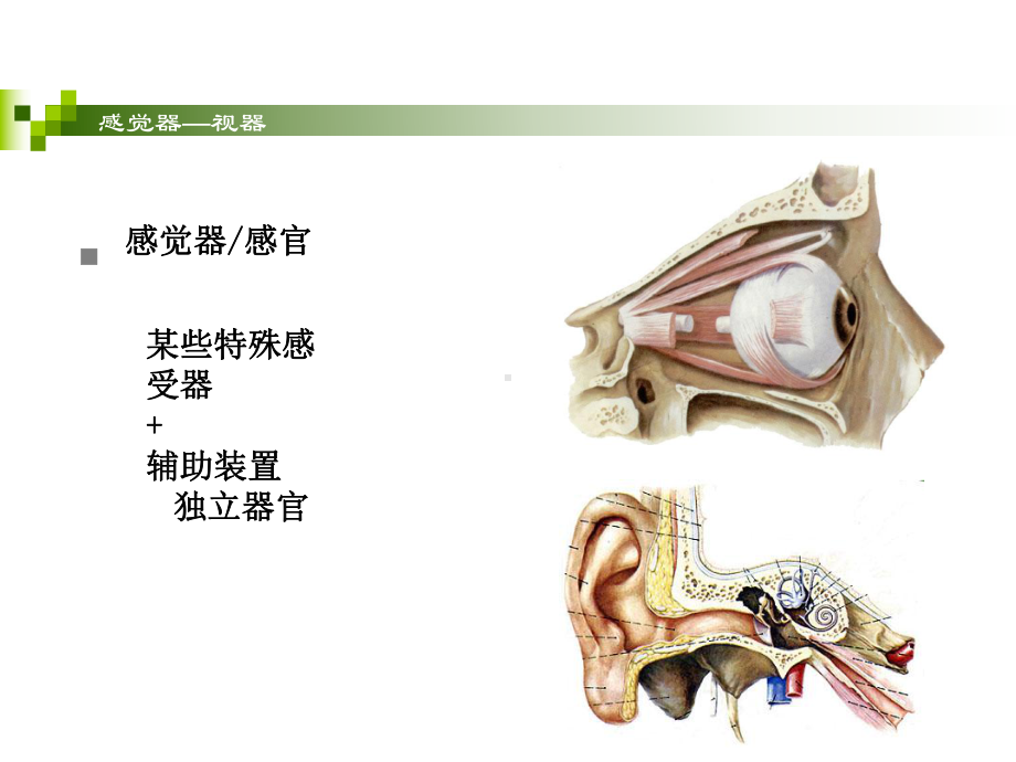 第六章感觉系统课件.ppt_第3页