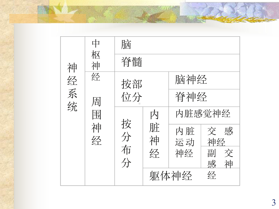 神经系统解剖学医学课件.ppt_第3页