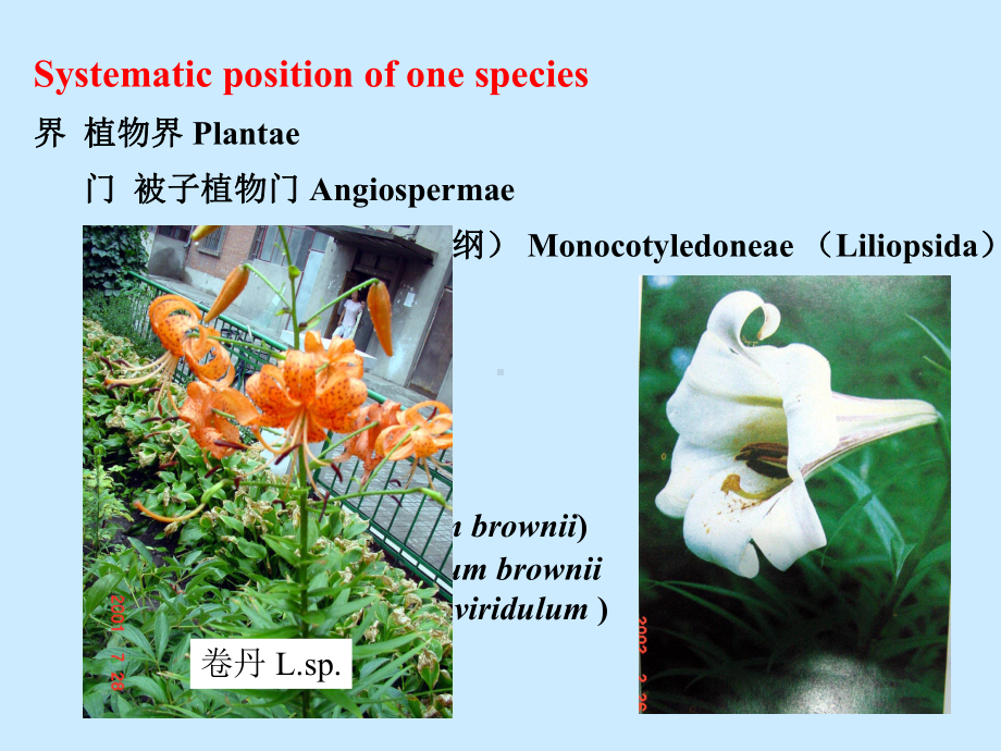 生物竞赛辅导-植物分类(三)课件.ppt_第2页