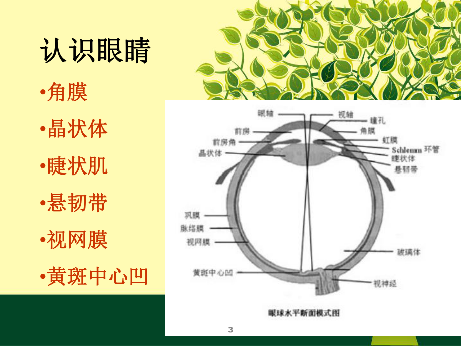 社区儿童早期视力筛查方法讲义课件.ppt_第3页