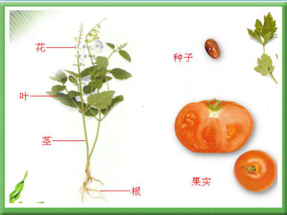 第1节绿色植物的营养器官根课件01.ppt_第2页