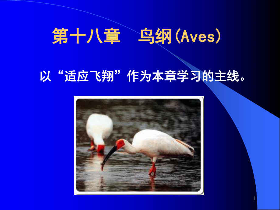 鸟纲(普通动物学)课件.ppt_第1页