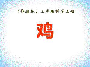 鸡-家养小动物课件（公开课课件）.pptx