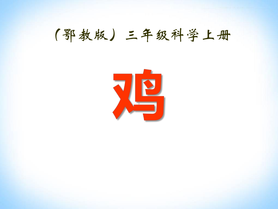 鸡-家养小动物课件（公开课课件）.pptx_第1页