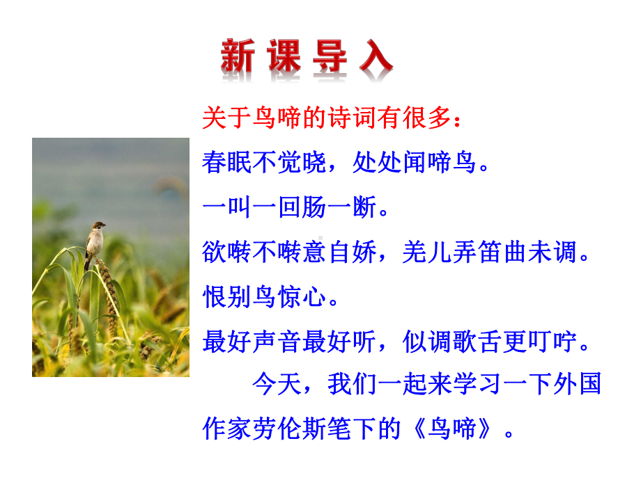 鸟啼公开课-课件.ppt_第3页