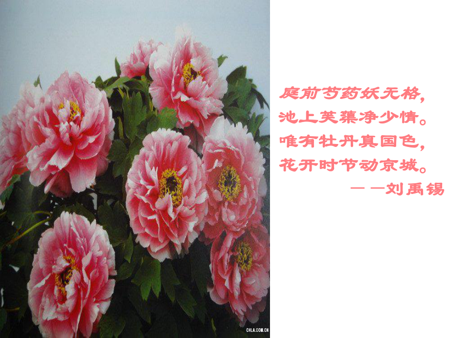 鹧鸪天·桂花课件六.ppt_第1页