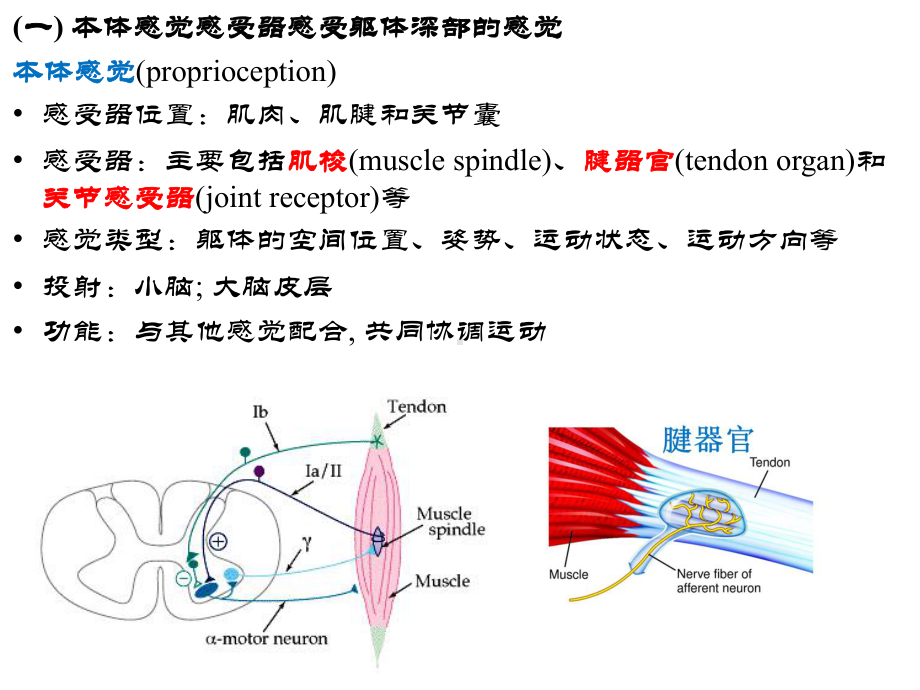 生理学课件之神经-class3.pptx_第2页