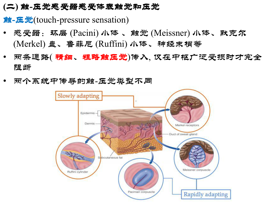 生理学课件之神经-class3.pptx_第3页