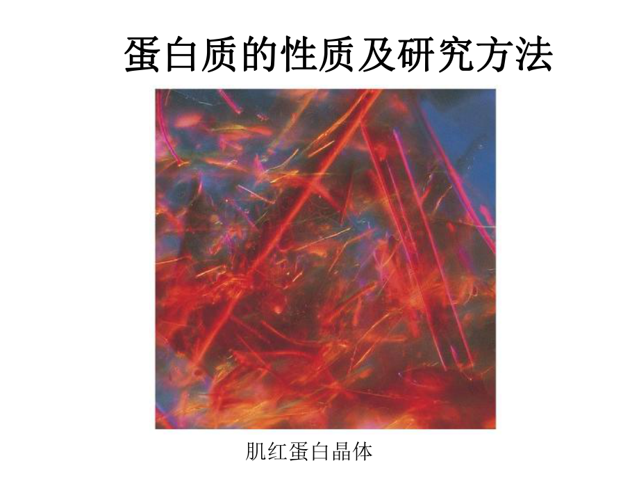 生物化学原理蛋白质的结构与功能-第5部分课件.ppt_第1页