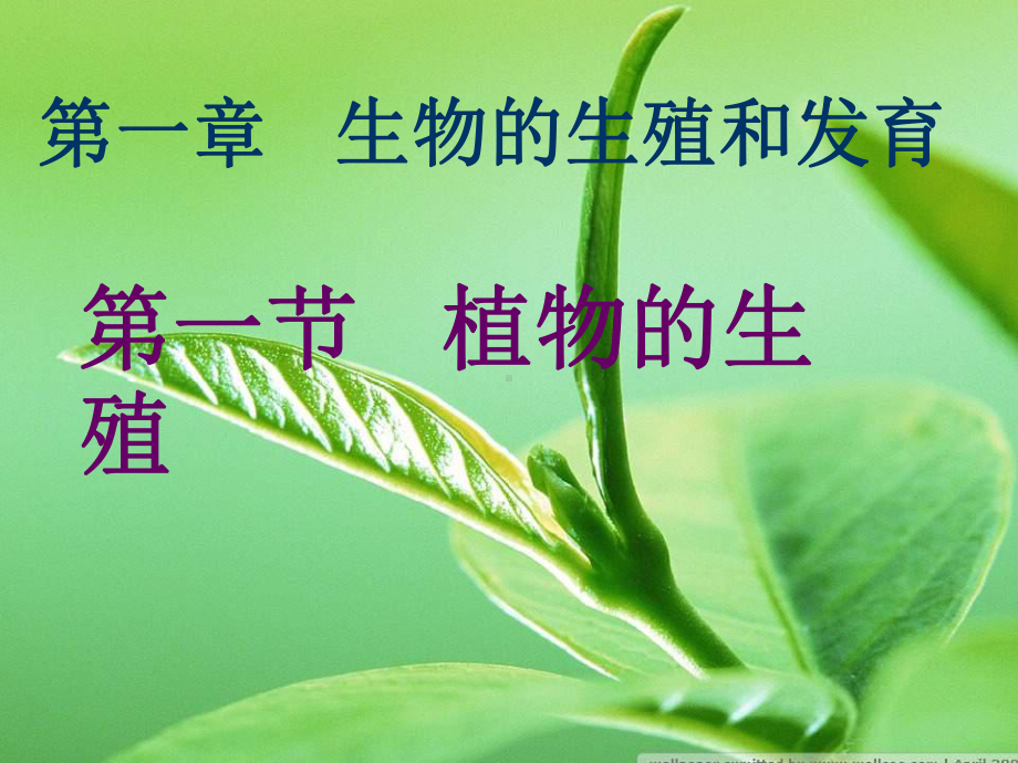 生物：711-植物的生殖和发育-公开课一等奖课件.ppt_第1页