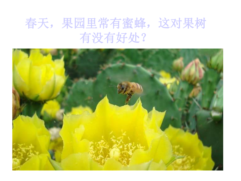 生物：711-植物的生殖和发育-公开课一等奖课件.ppt_第2页