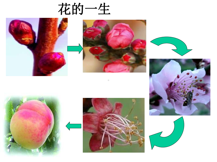 生物：711-植物的生殖和发育-公开课一等奖课件.ppt_第3页