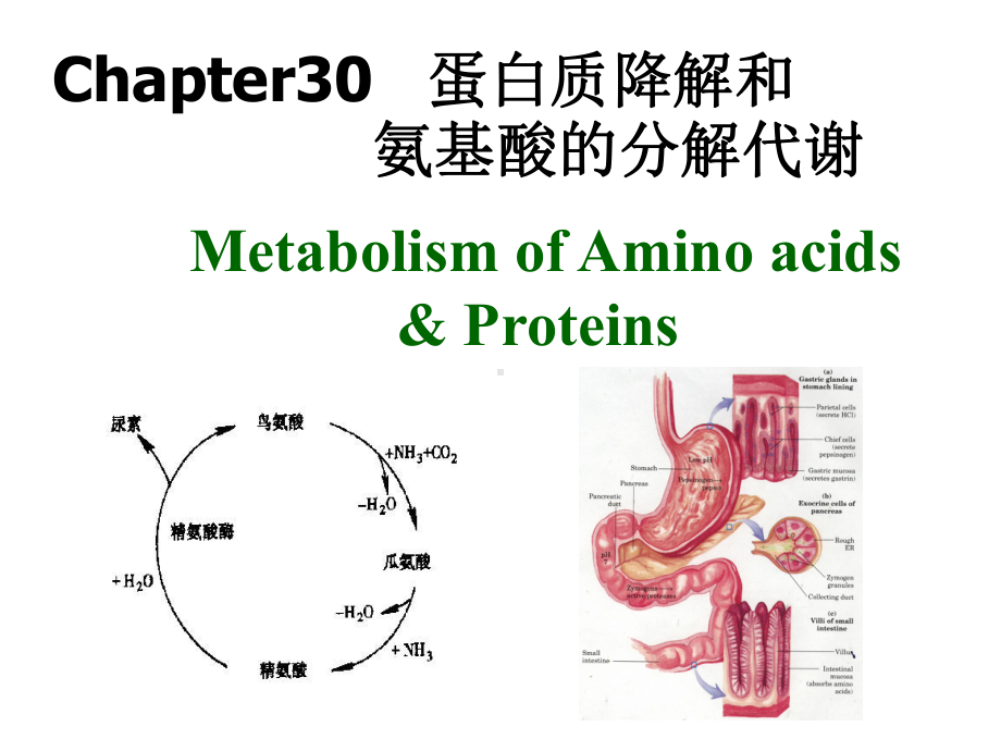 生物化学-第30章-蛋白质解和氨基酸分解代谢课件.ppt_第1页