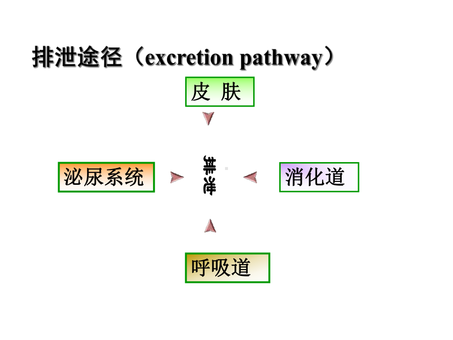 生理-尿的生成与排出(本科)课件.ppt_第3页