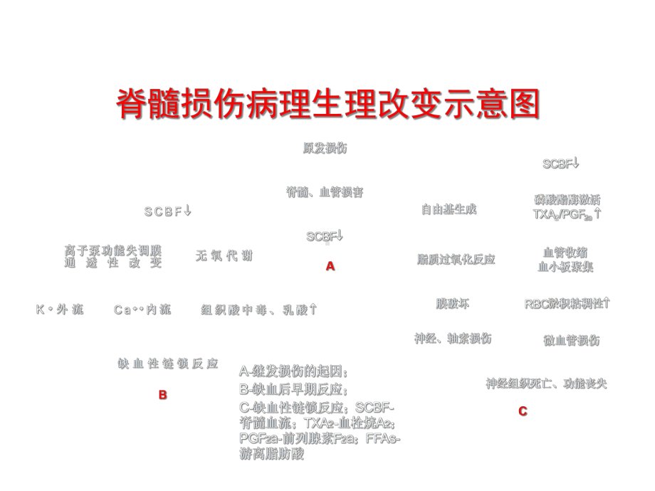 甲强龙脊髓损伤-课件.ppt_第1页