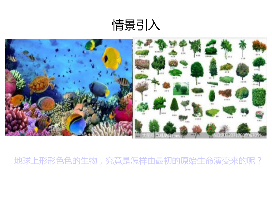 生物进化的历程-公开课课件.ppt_第2页