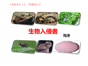 生物入侵者课件.ppt