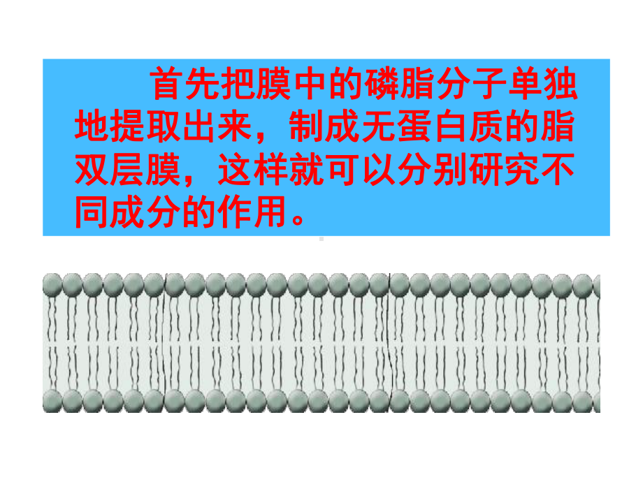 物质跨膜运输方式p课件.ppt_第3页