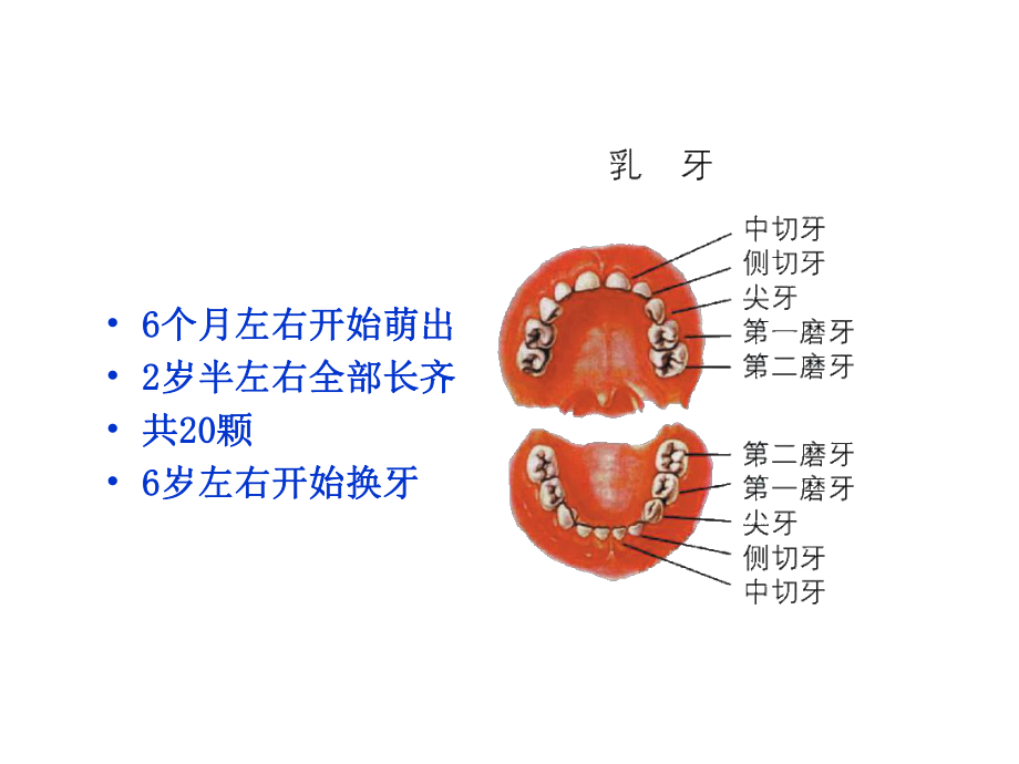 爱牙小知识-课件.ppt_第3页