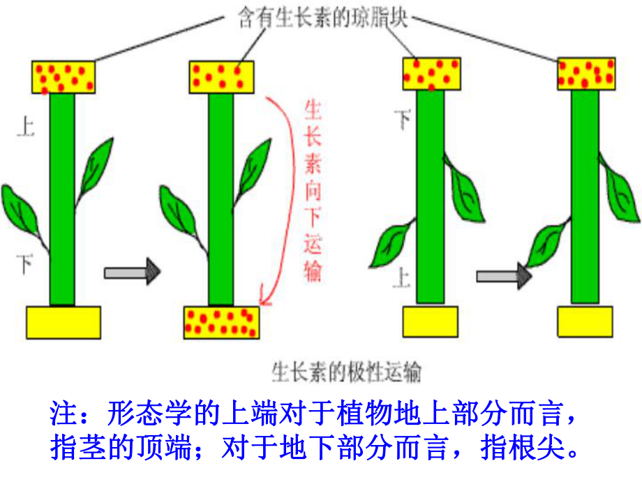 生长素的合成运输分布及生理作用(实用)课件.pptx_第2页