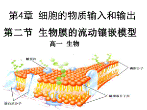 生物膜的流动镶嵌模型说课课件-.ppt