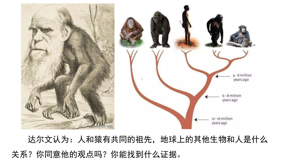 生物具有共同的祖先(17张)课件.pptx_第1页