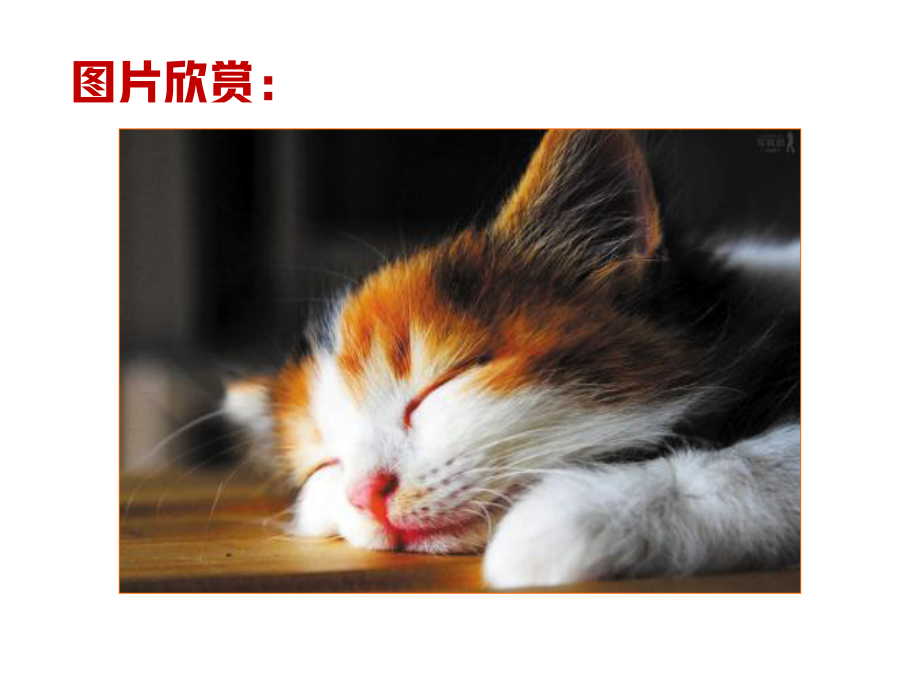 《猫》赛课一等奖创新教学课件.pptx_第3页