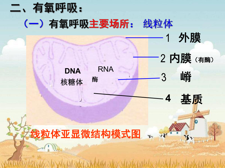 一轮复习-ATP的主要来源细胞呼吸课件.ppt_第3页