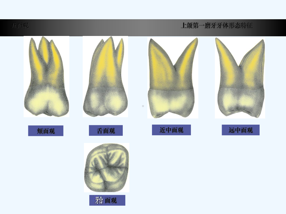 上颌第一磨牙牙体形态简述课件.ppt_第3页