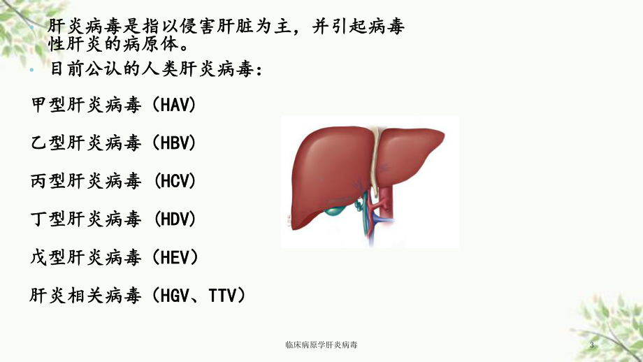 临床病原学肝炎病毒课件.ppt_第3页