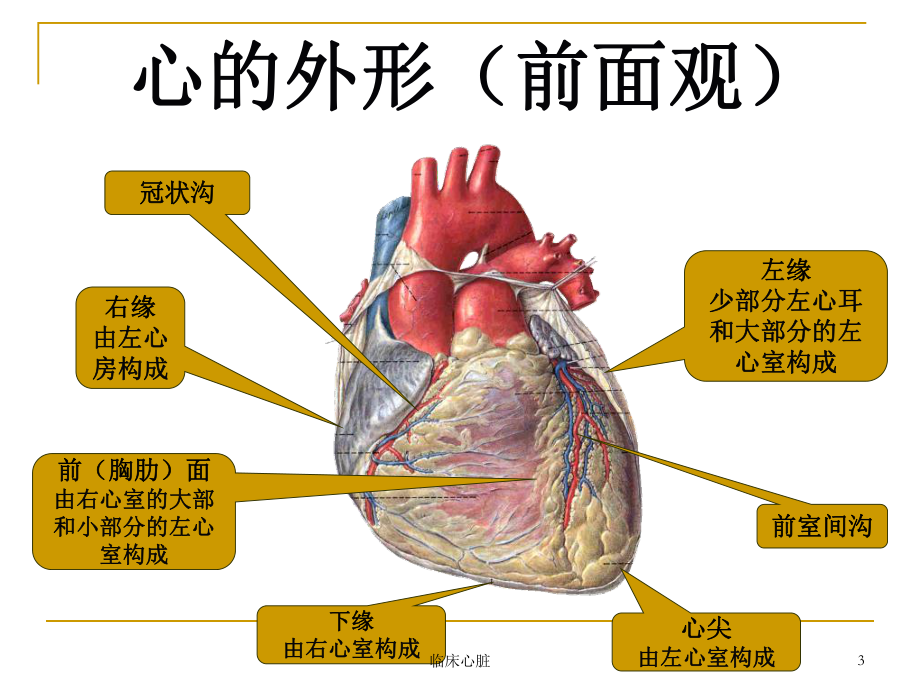 临床心脏课件.ppt_第3页