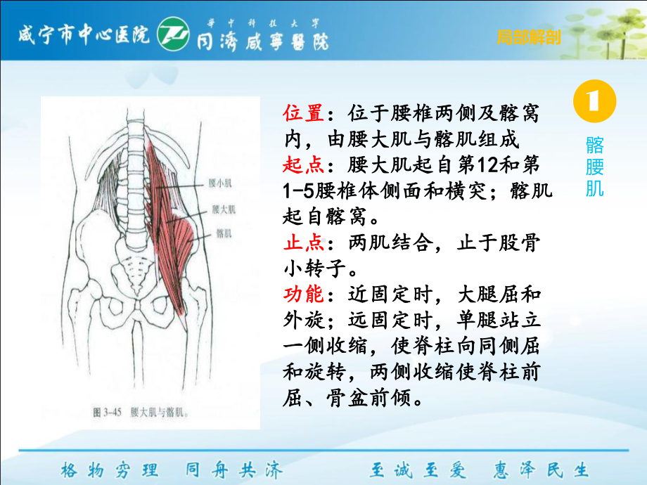 下交叉综合征-课件.ppt_第2页