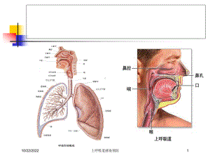 上呼吸道感染预防培训课件.ppt