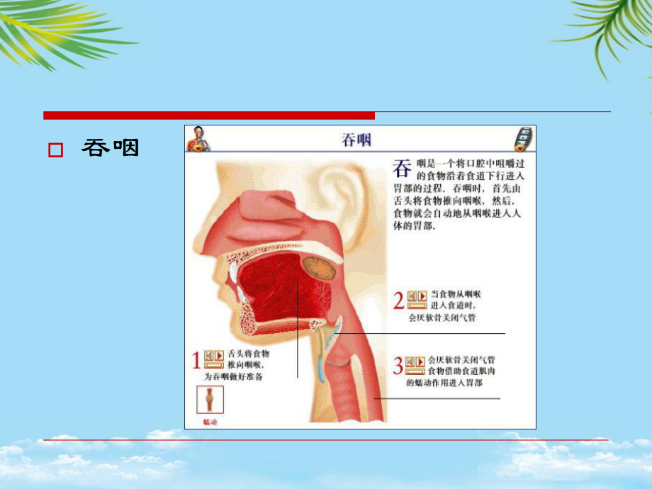 中风后吞咽障碍的康复治疗全面版课件.ppt_第3页