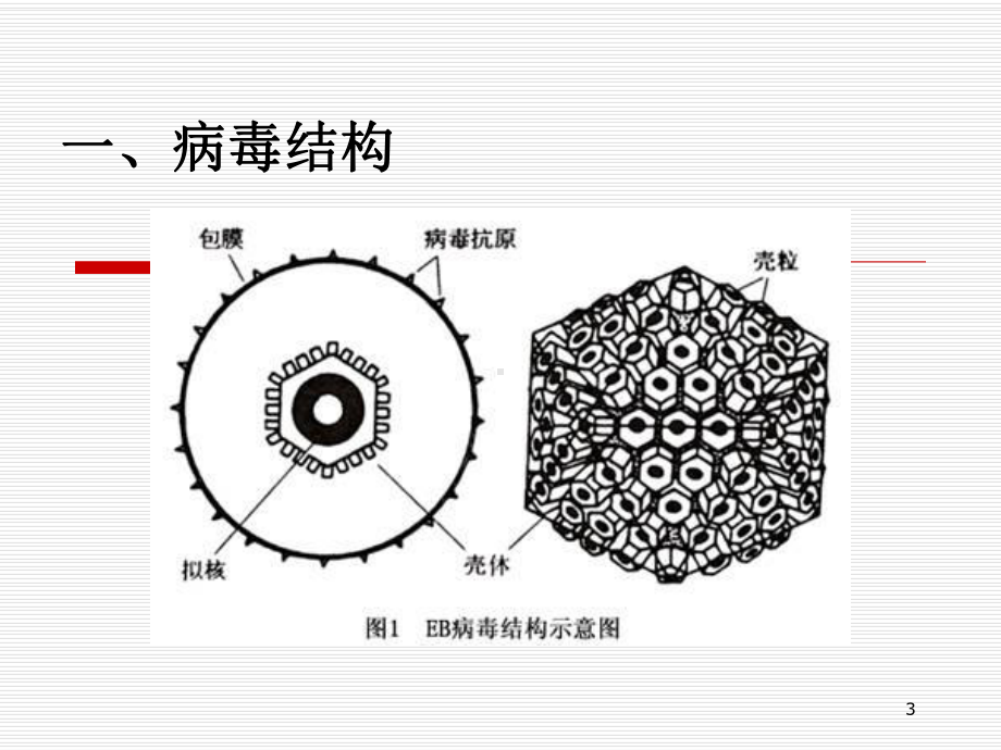 EB病毒感染医学知识讲解培训课件.ppt_第3页