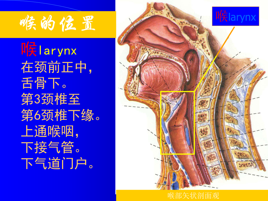 -喉解剖急性会厌炎急慢性喉炎课件.ppt_第2页