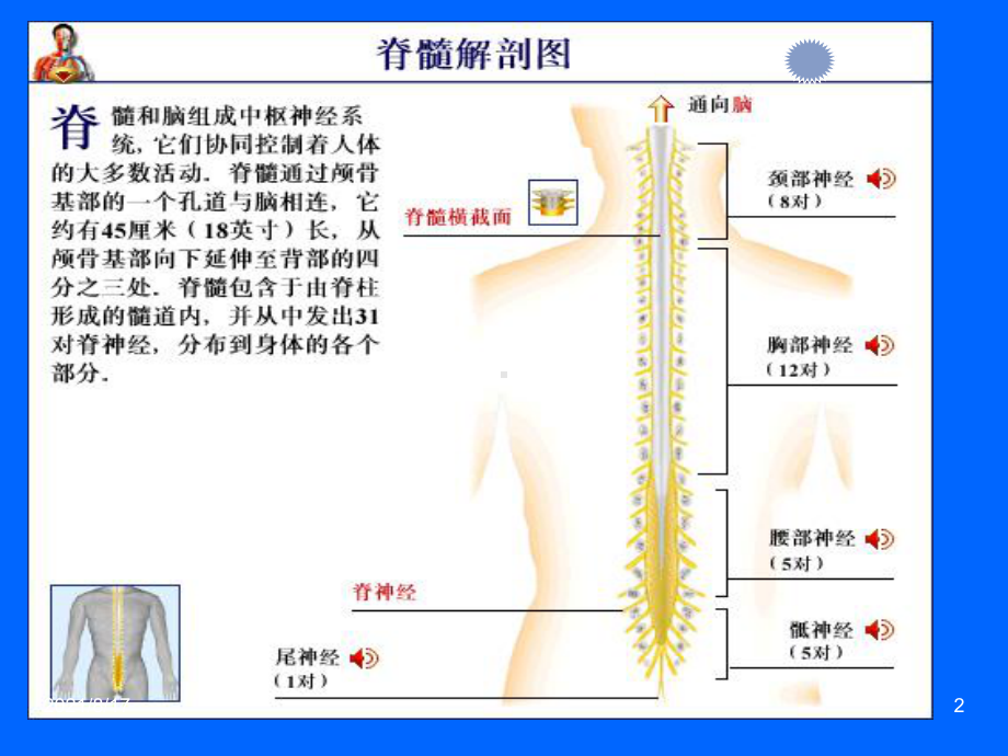 《急性脊髓炎》课件.ppt_第2页