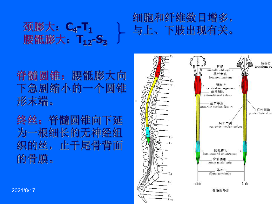 《急性脊髓炎》课件.ppt_第3页