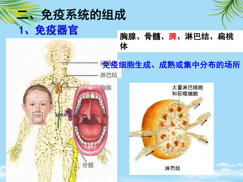 cjh讲免疫调节课件.ppt_第2页