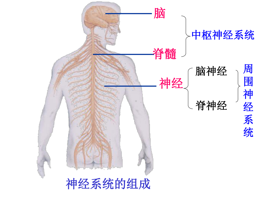 苏教版七年级下册生物122-人体的神经调节课件(共21张).ppt_第3页