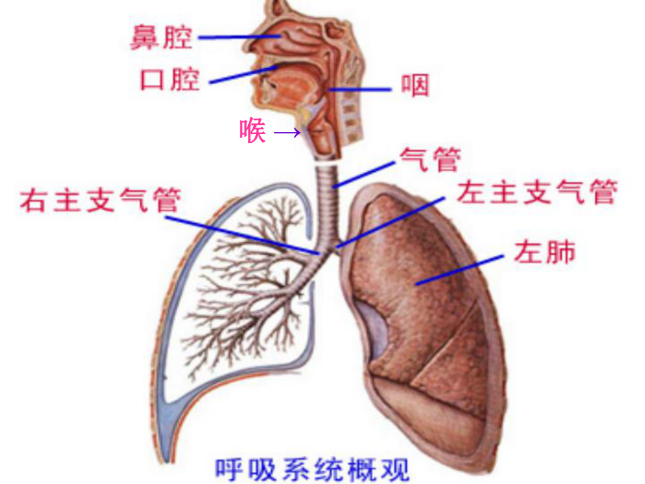 上感支炎热性惊厥课件.ppt_第3页