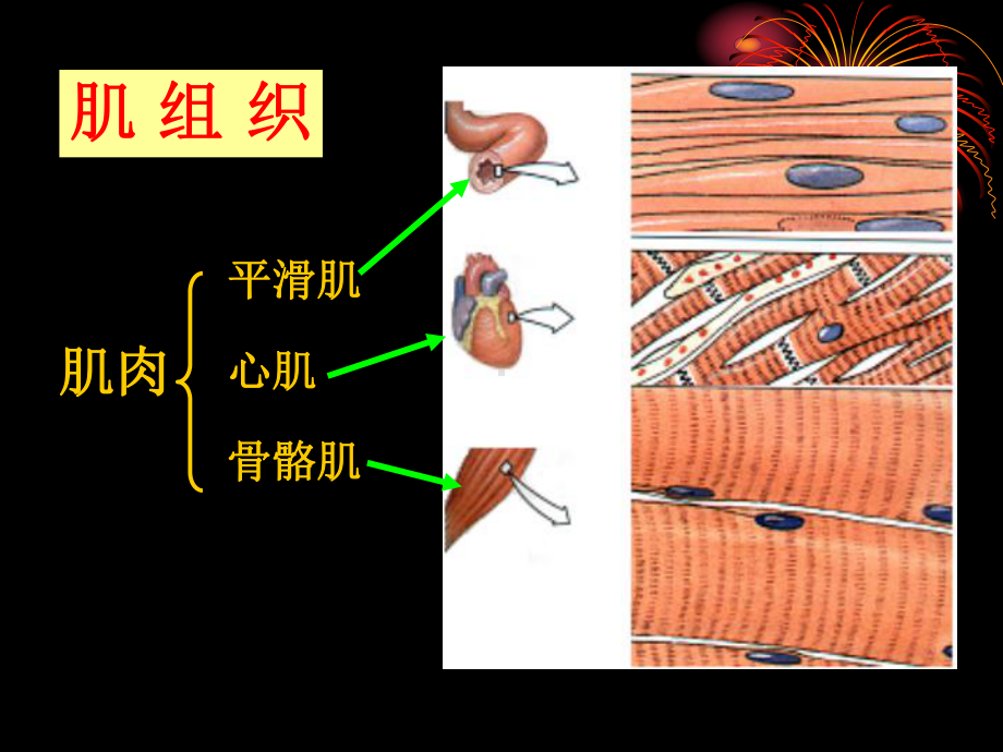 F肌学及躯干肌-临床医学专业人体解剖学课件.ppt_第3页