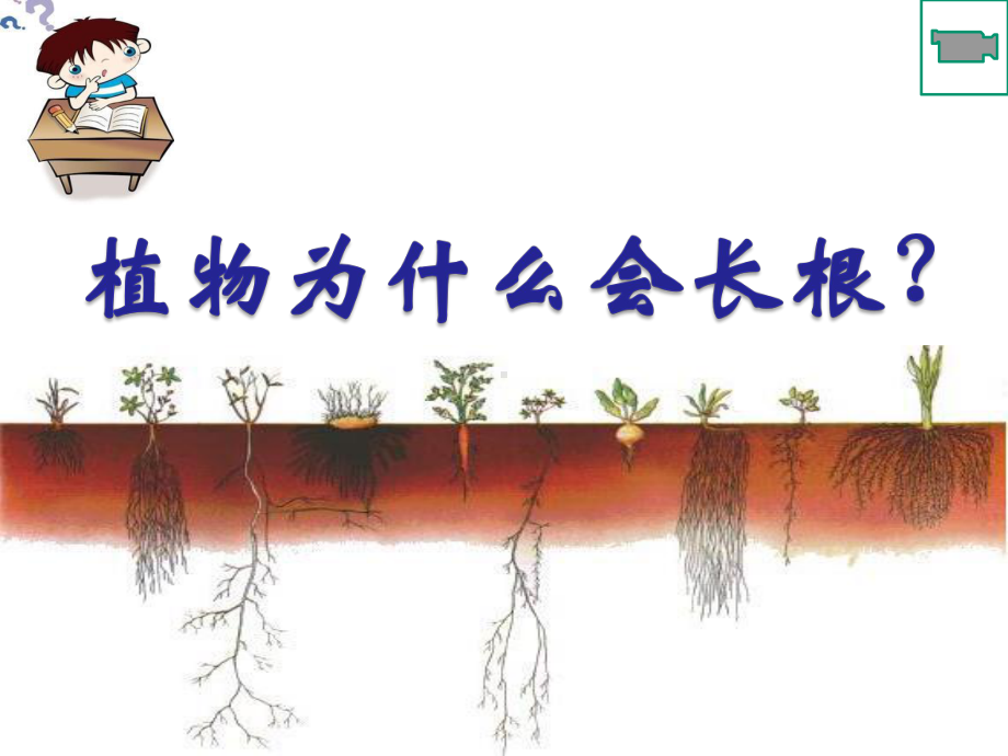 苏教版生物七年级上册52植物根的生长课件.ppt_第2页