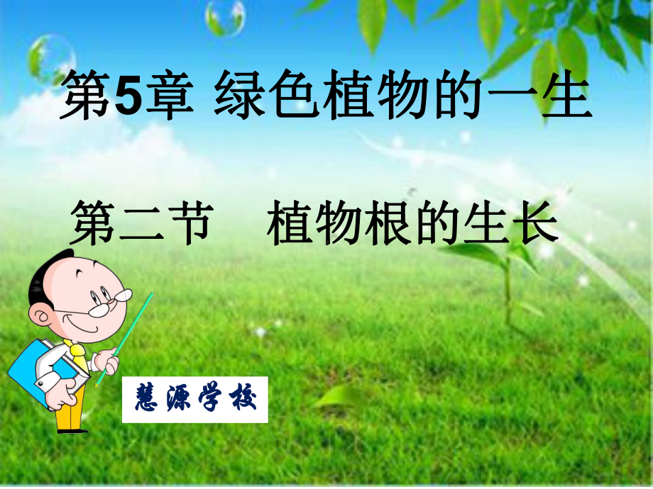 苏教版生物七年级上册52植物根的生长课件.ppt_第3页