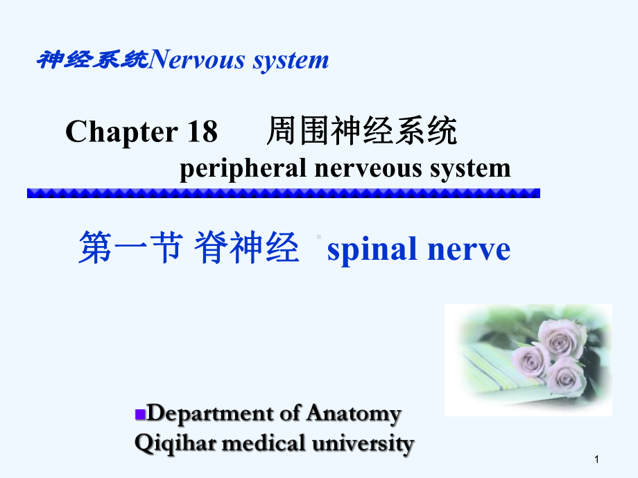 spinalnerve周围神经系统课件.ppt_第1页