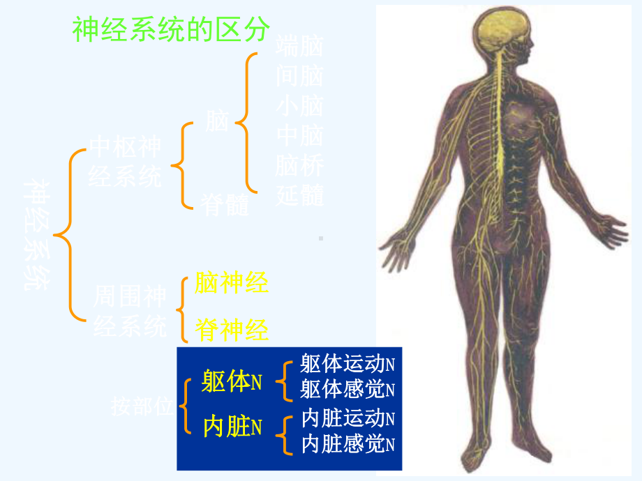 spinalnerve周围神经系统课件.ppt_第3页