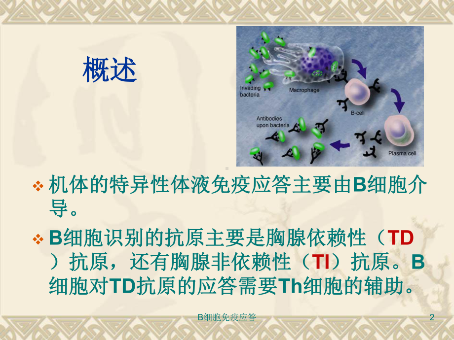 B细胞免疫应答培训课件.ppt_第2页