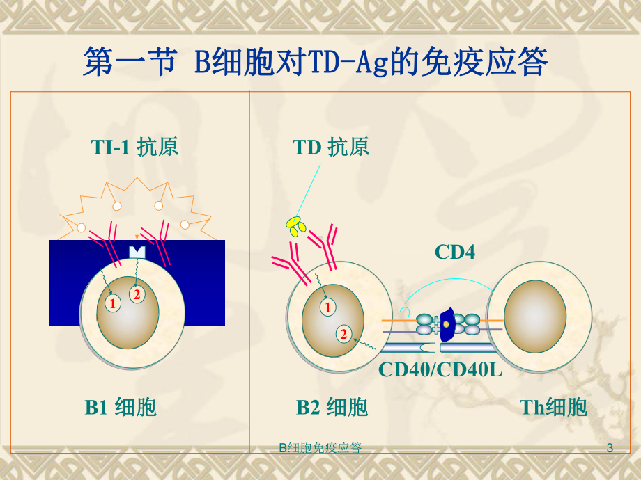 B细胞免疫应答培训课件.ppt_第3页