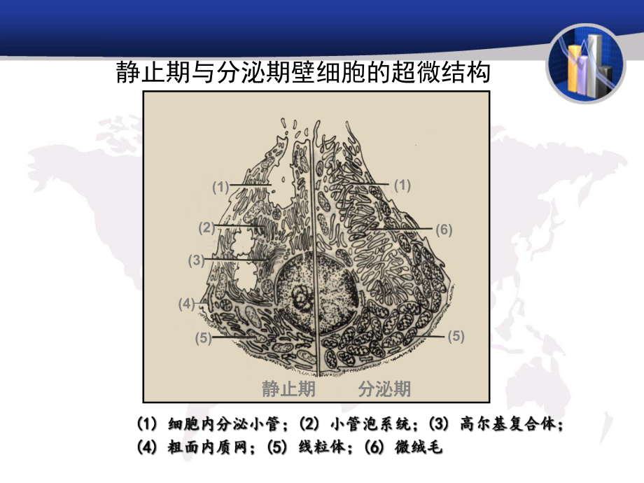 PPI药物及其临床应用-课件.ppt_第3页